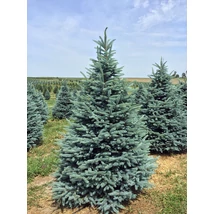 Picea pungens 'Fat Albert' - Ezüstfenyő 125/150 FL