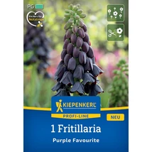 Kiepenkerl Fritillaria Purple Favourite császárkorona virághagyma 1db Kiepenkerl Fritillaria Purple Favourite császárkorona virághagyma 1db