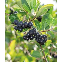 Aronia x pruniflora Nero - Fekete berkenye C4,5 100-120