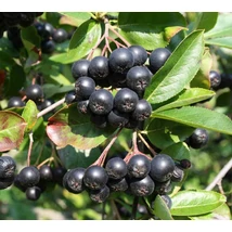 Aronia melanocarpa 'Hugin' - Korai feketeberkenye K1,5 40-60