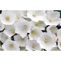 Campanula -  Harangvirág White Uniform