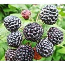 Rubus occidentalis 'Black Jewel' -  Fekete málna P15