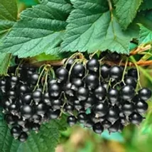 Ribes nigrum 'Fertődi 11' (Aranka) - Fekete ribizke vessző 