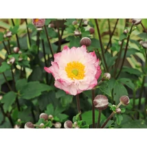 Anemone x  hybrida Royal Candy - Szellőrózsa CS14