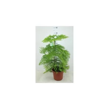 Szobafenyő - Araucaria heterophylla Cs15
