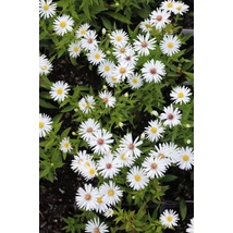 Aster dumosus Niobe - Törpe őszirózsa CS14