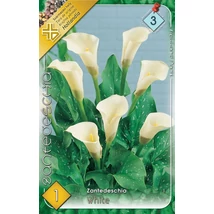 Kála Zantedeschia Fehér 1db/cs