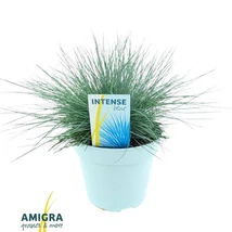 Festuca glauca Intense Blue - Kék deres csenkesz EXTRA P20