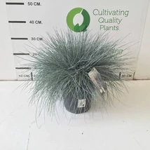 Festuca glauca Intense Blue - Kék deres csenkesz EXTRA P20