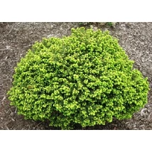 Picea abies 'Little Gem' - Törpe gömb luc K2 15/20