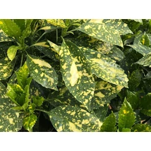 Aucuba japonica Variegata- Japán babérsom CS19 20/30