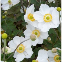 Anemone x  hybrida Margarete - Szellőrózsa