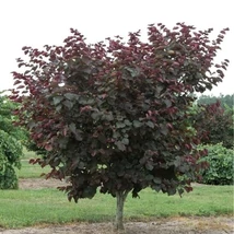 Cercis canadensis 'Merlot' – Júdásfa K15 T180