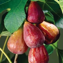 Ficus carica lungo del portogallo  - Füge törzses K5