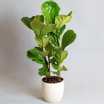 Lantlevelű ficus lirata