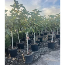 Ficus carica 'De Marseille' - K15 Füge