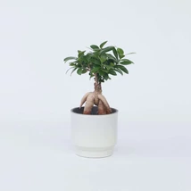 Ficus ginseng bonsai 25cm  kaspó CS13