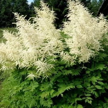 Aruncus Horatio – Erdei tündérfürt Cs19