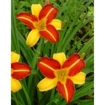 Hemerocallis Frans Hals Sásliliom K2L