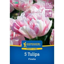 Kiepenkerl Finola kései teltvirágú tulipánhagymák 5db Kiepenkerl Finola kései teltvirágú tulipánhagymák 5db