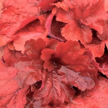 Heuchera Fire Alarm- Tűzeső Cs14