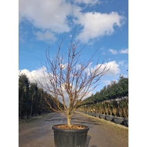 Acer palmatum 'Fireglow' Bush - Japán juhar vörös levelű EXTRA K110 150/175