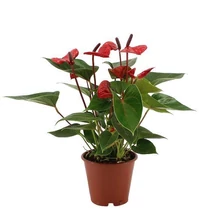 Anthurium - Flamingóvirág 17cs