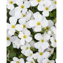 Aubrieta gracilis 'Florado White' – Apró pázsitviola Cs9