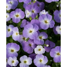 Aubrieta x cultorum Florado Blue Blush Bicolor-Pázsitviola Cs14