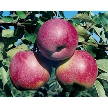 Malus domestica Florina - Florina alma K10