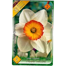 Nárcisz virághagyma 5db-os Flower Record