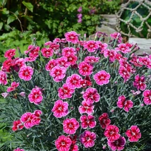 Dianthus gratianopolitanus Flutterburst - pünkösdi szegfű Cs9