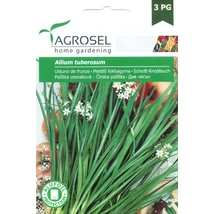Agrosel Allium tuberosum Metélő Fokhagyma 1g