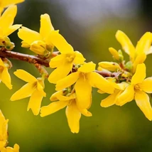 Forsythia intermedia Flojor Minigold Aranycserje K2 20-60