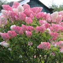 Hydrangea paniculata 'Fraise Melba' – Bugás hortenzia 30/50