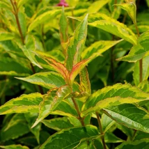 Weigela florida 'French Lace Brigela' - Tarka levelű rózsalonc K2 20-40