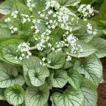 Brunnera macrophylla Mr Morse - Kaukázusi nefelejcs Cs15