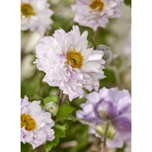 Anemone hybrida Whirlwind - Hibrid szellőrózsa Cs14