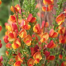 Cytisus racemosus Fulgens - Seprűzanót CS14