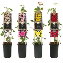 Rosa climbers  - Futórózsa Bordó K2 75cm 1 db