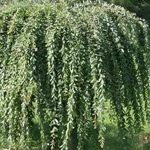 Salix integra 'Pendula' – Japán fűz 140-150 C3