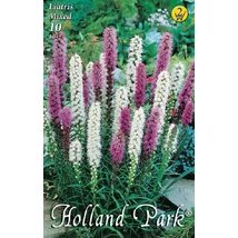 Füzéres díszcsorba 10-db-os