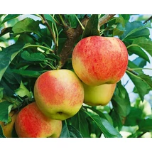 Malus domestica Gala - Gála alma K5