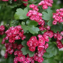Crataegus laevigata Paul's Scarlet Díszgalagonya