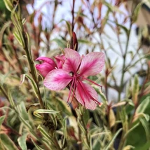 Gaura lindheimeri 'Gambit Variegata Rose'- Díszgyertya CS14