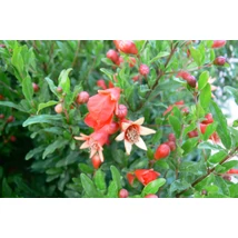 Punica granatum – Gránátalma K3 50/70