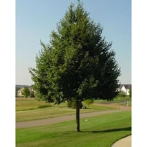 Tilia cordata Greenspire - Kislevelű hárs K10,5 6/8 175/220