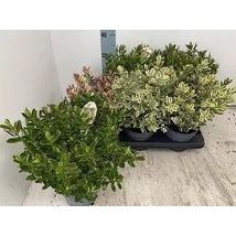 Hebe - Veronikacserje Cs15