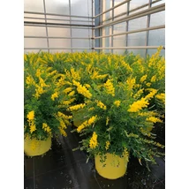 Cytisus × racemosus (Genista) BIG BUD – Illatos zanót P17 color