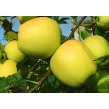 Malus domestica 'Golden Delicious' -  'Golden Delicious' alma K5
